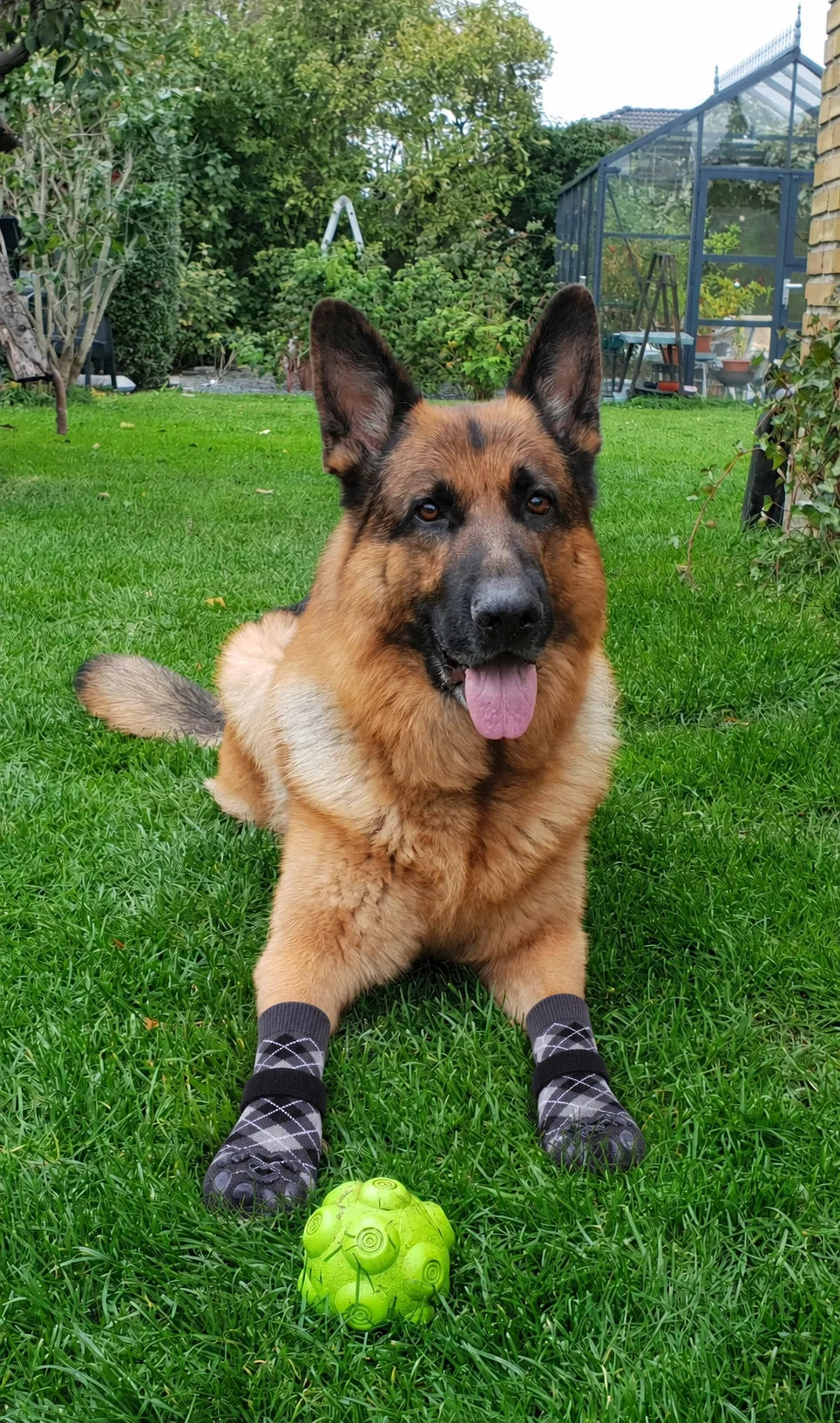 Dog wearing Chin Rubs grip socks