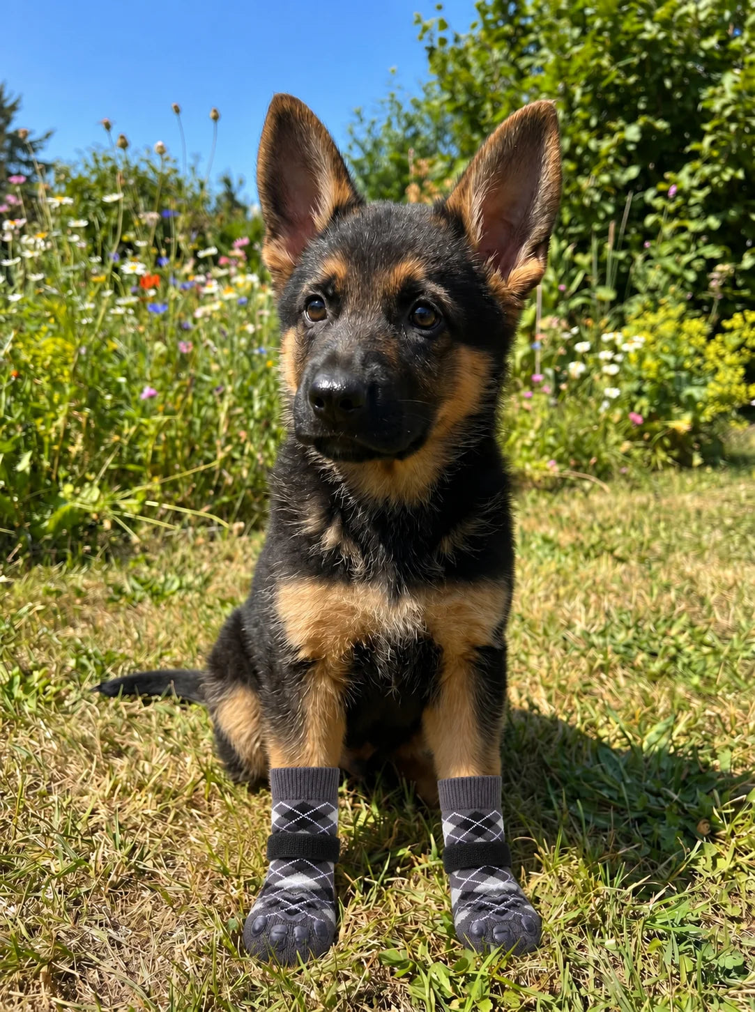 Dog wearing Chin Rubs grip socks