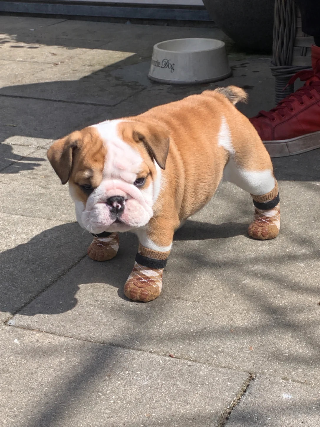 Dog wearing Chin Rubs grip socks