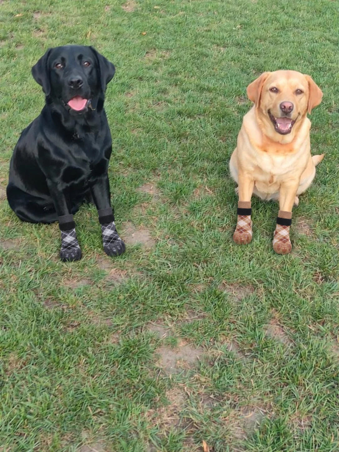 Dog wearing Chin Rubs grip socks