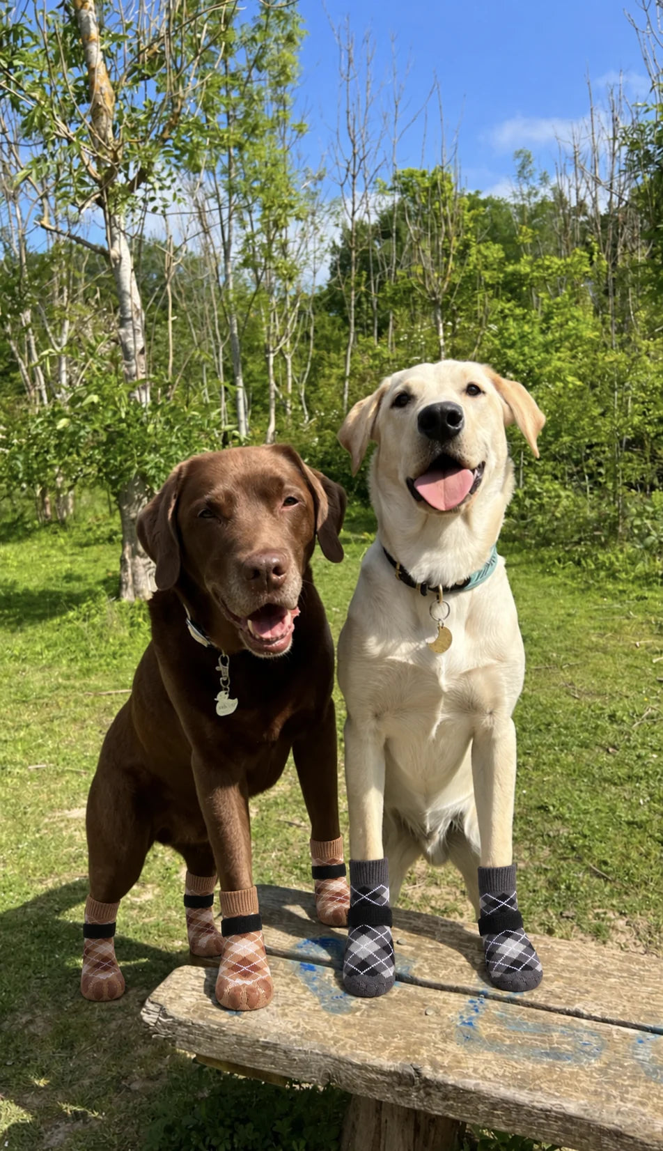 Dog wearing Chin Rubs grip socks