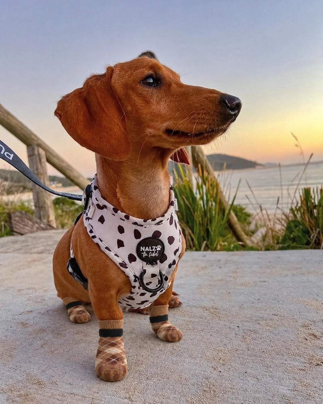Dog wearing Chin Rubs grip socks