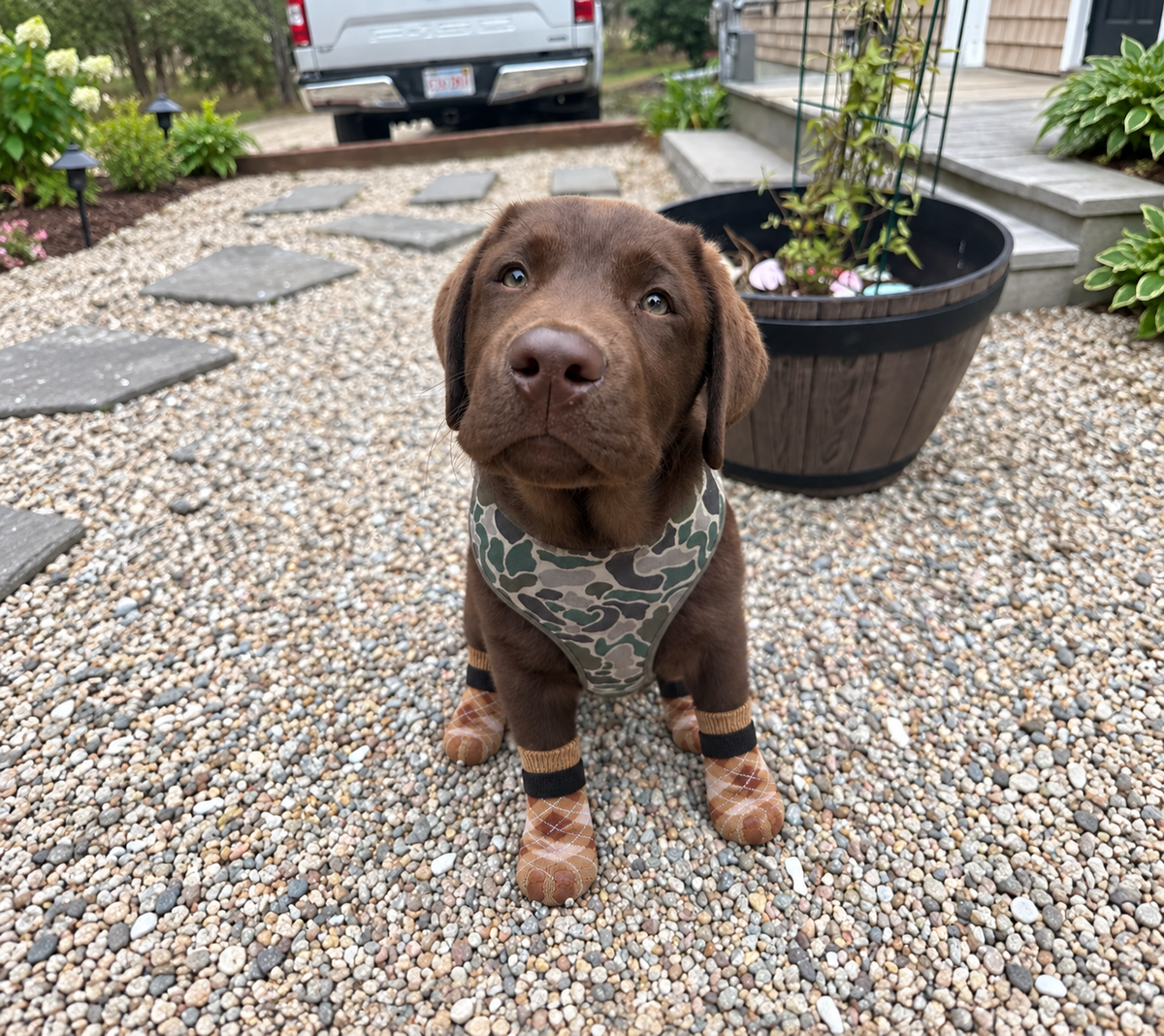 Chocolate Labrador puppy wearing brown grip socks in a wide yard scene