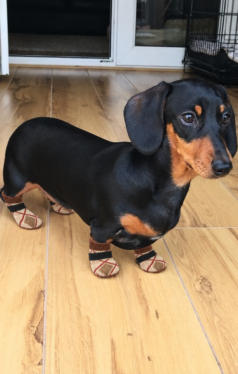 Dog wearing Chin Rubs grip socks