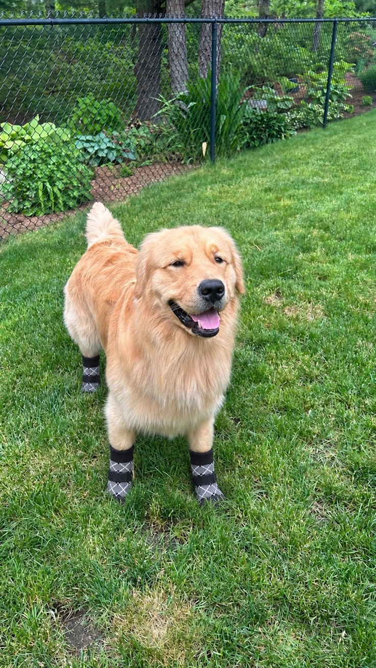 Golden retriever wearing black Chin Rubs grip socks