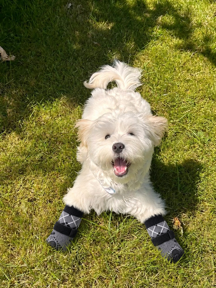 Dog wearing Chin Rubs grip socks