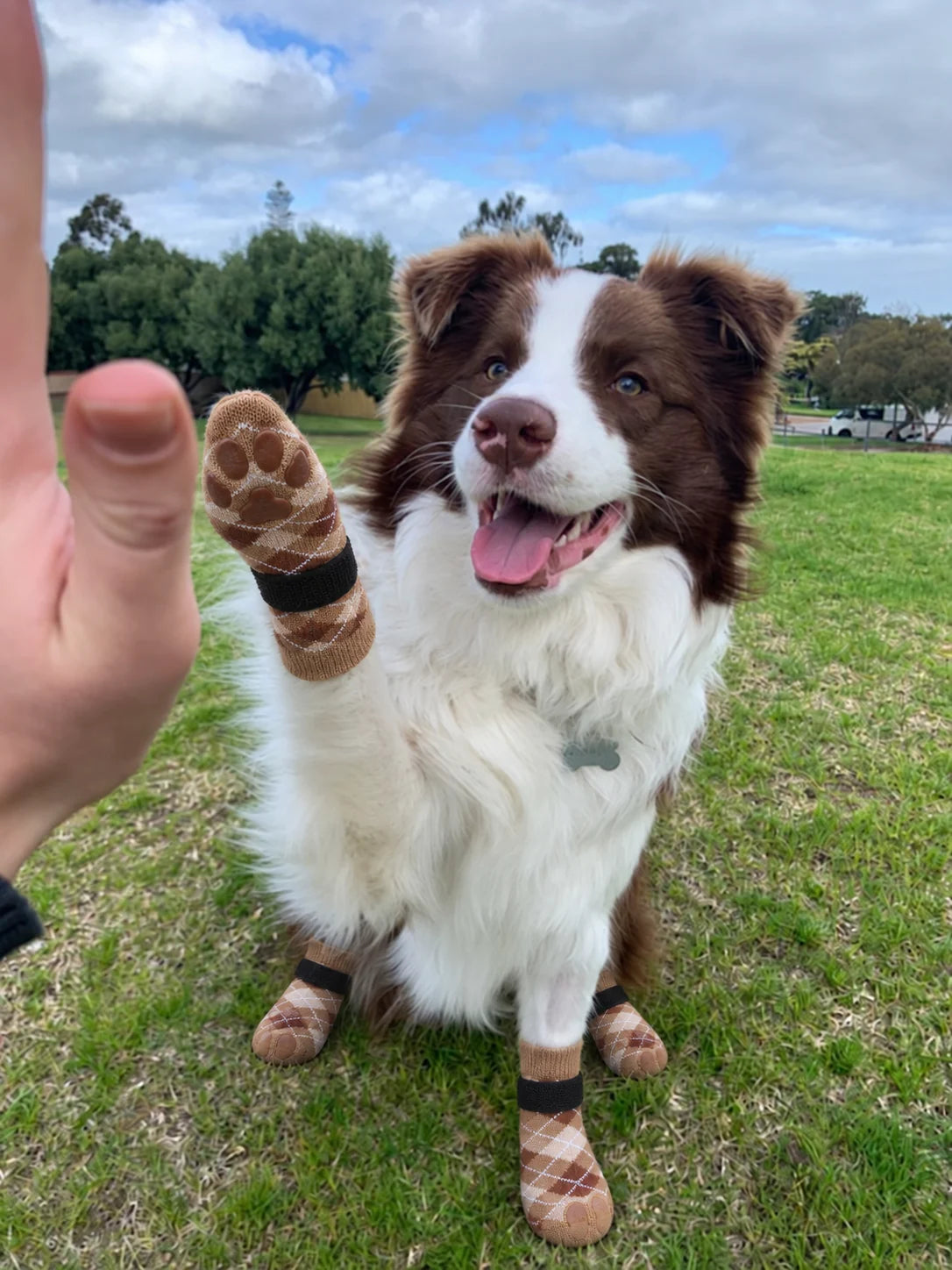 Dog wearing Chin Rubs grip socks