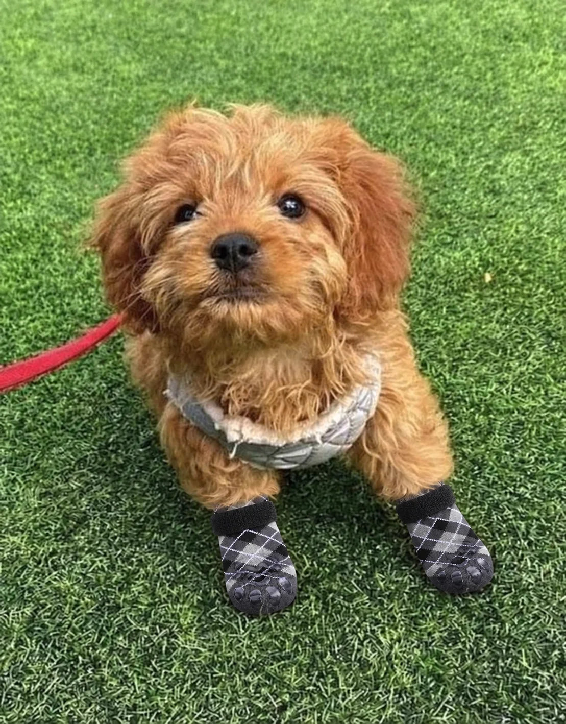 Dog wearing Chin Rubs grip socks