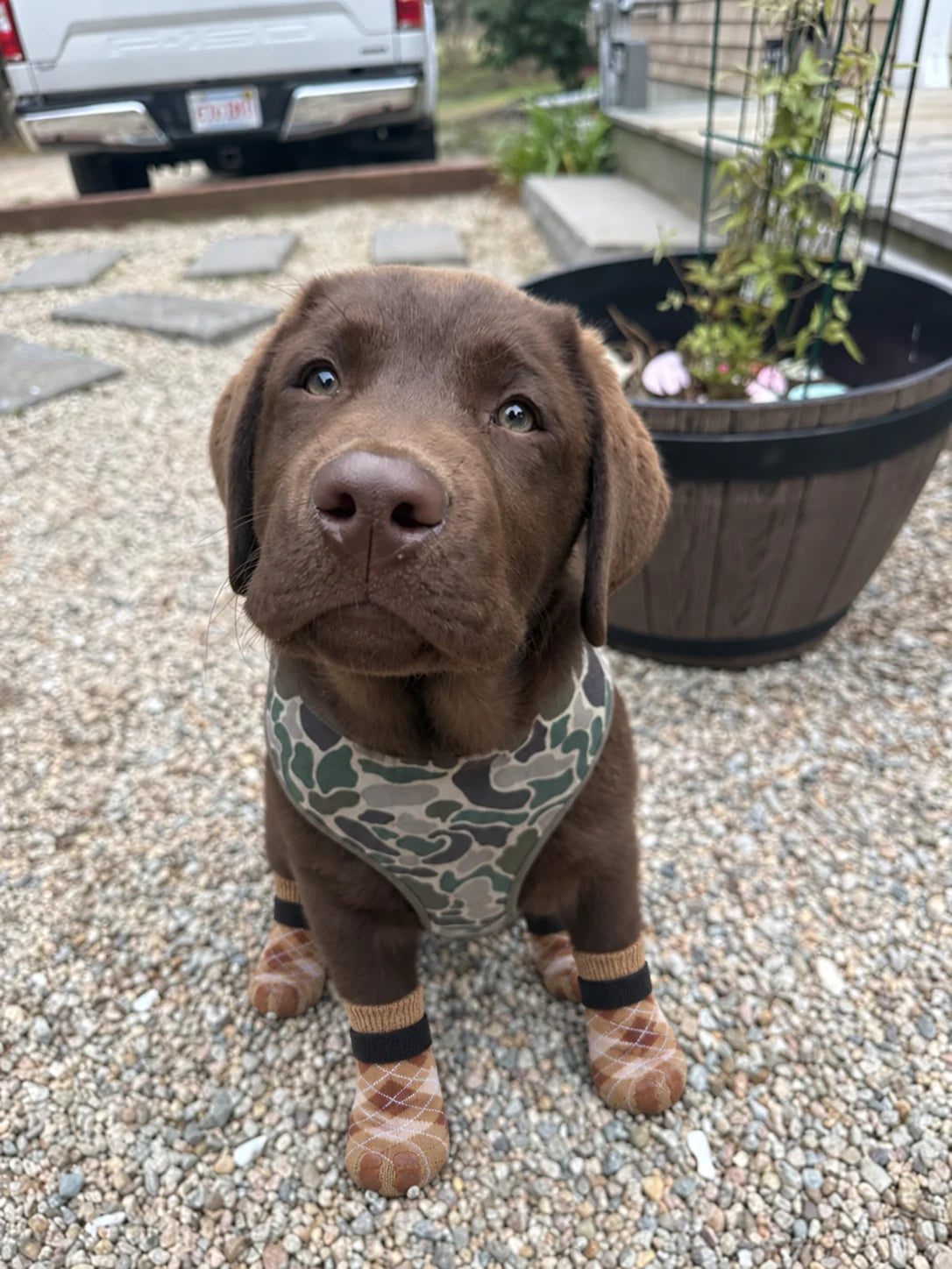 Dog wearing Chin Rubs grip socks