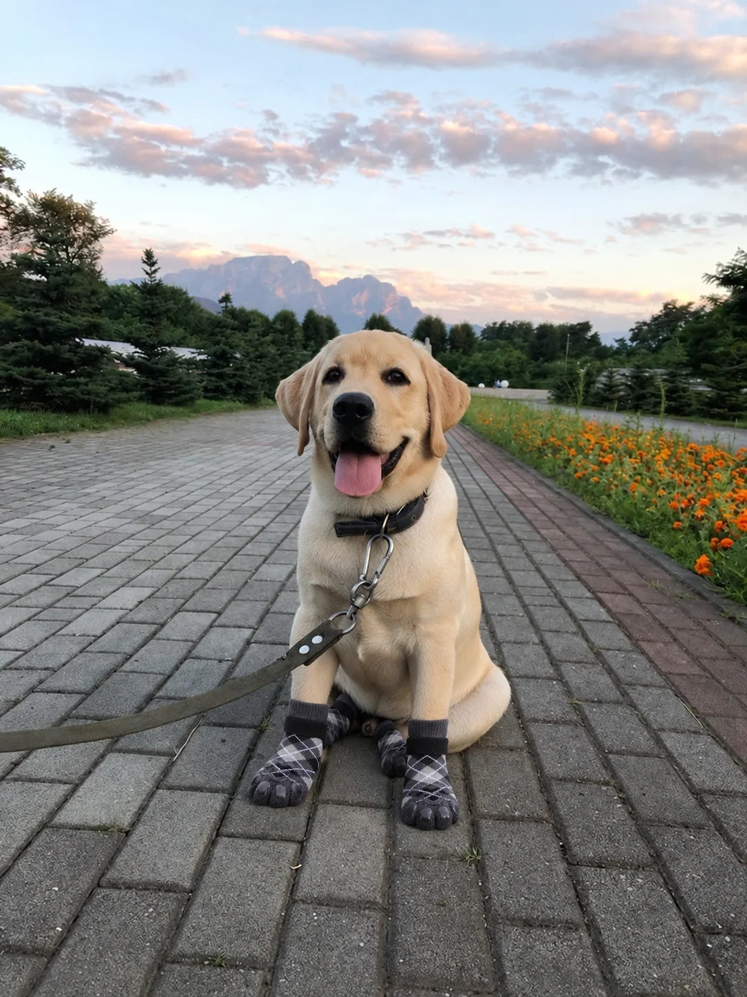 Dog wearing Chin Rubs grip socks