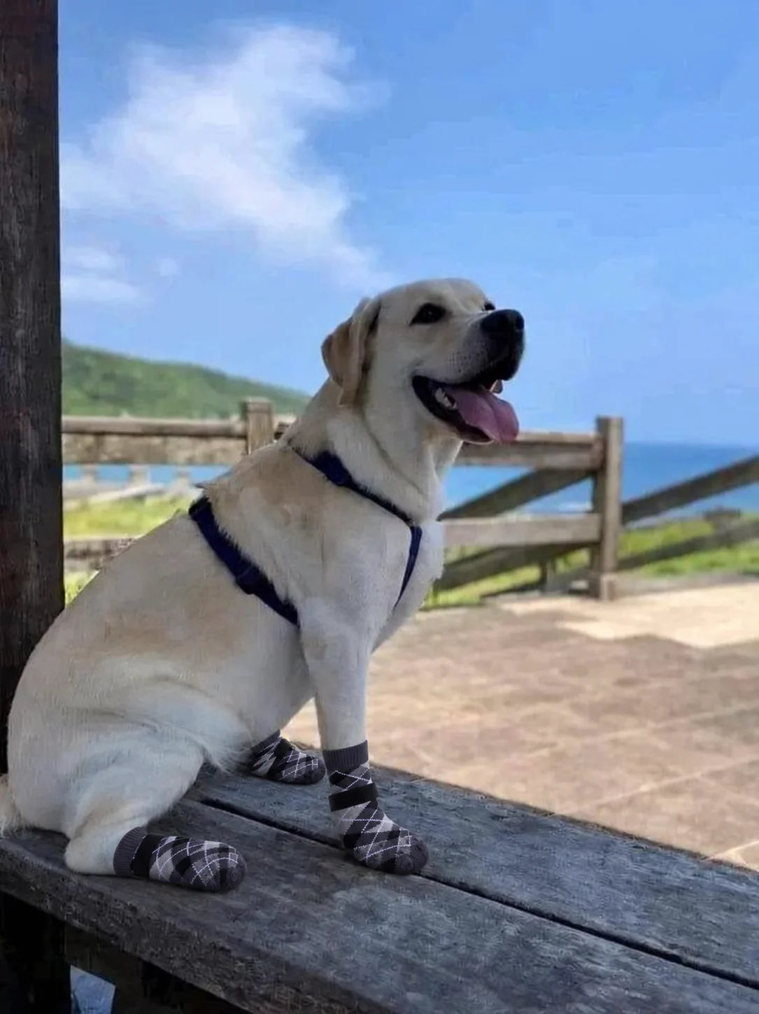 Dog wearing Chin Rubs grip socks