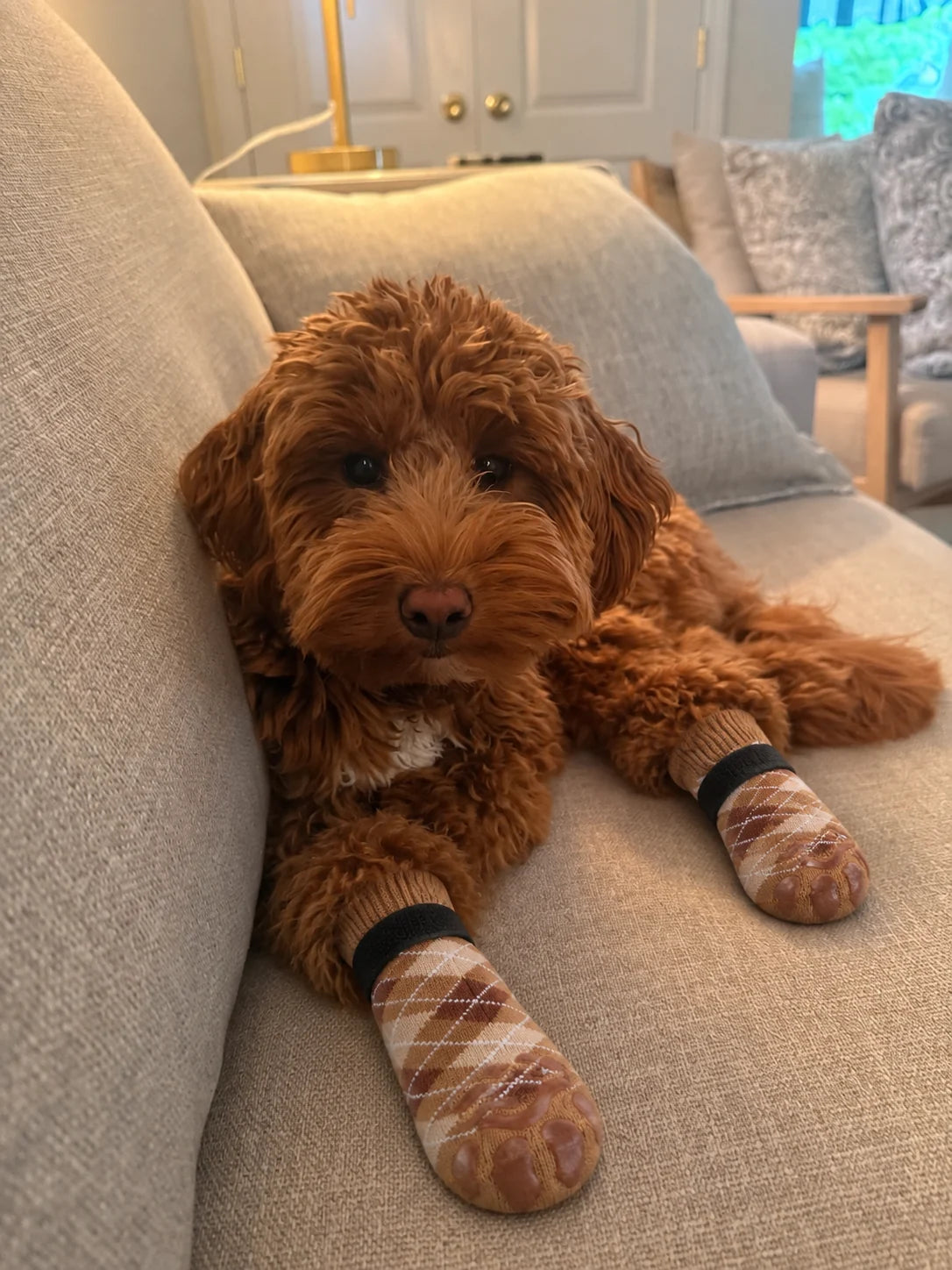 Dog wearing Chin Rubs grip socks
