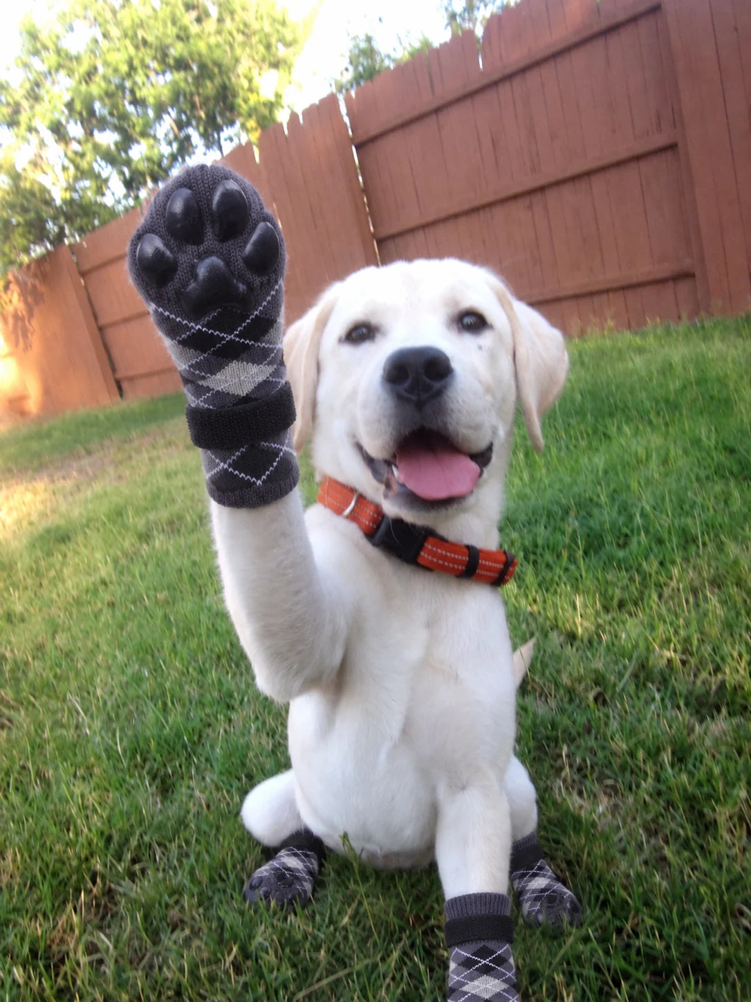 Labrador showing the grip pads on a black Chin Rubs sock