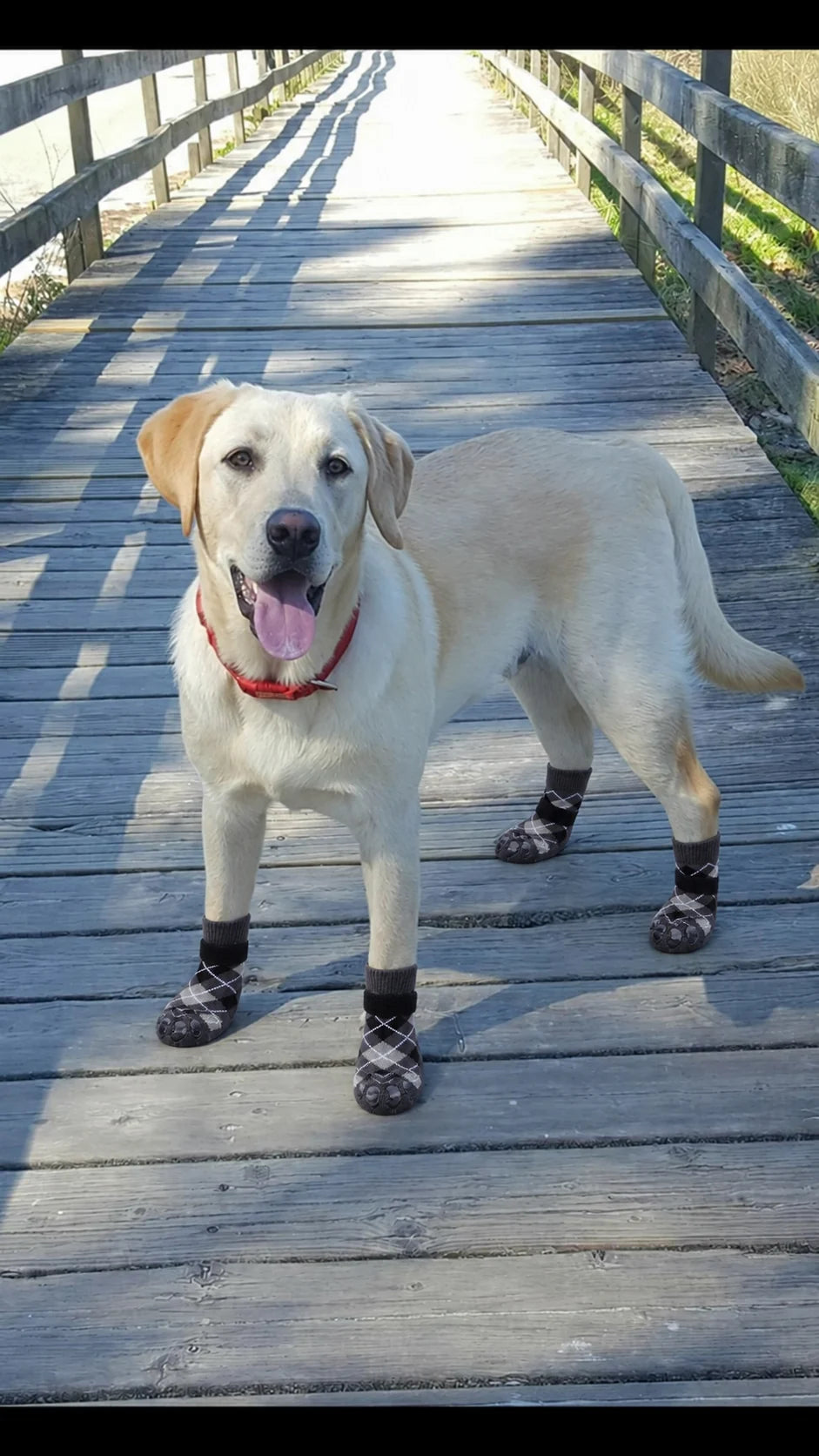 Dog wearing Chin Rubs grip socks