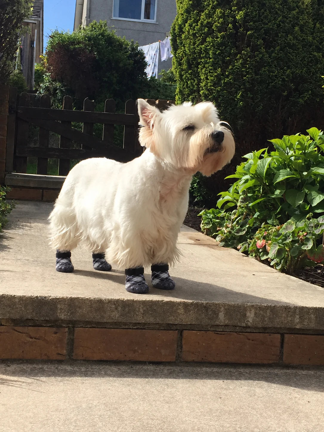 West Highland terrier wearing black Chin Rubs grip socks