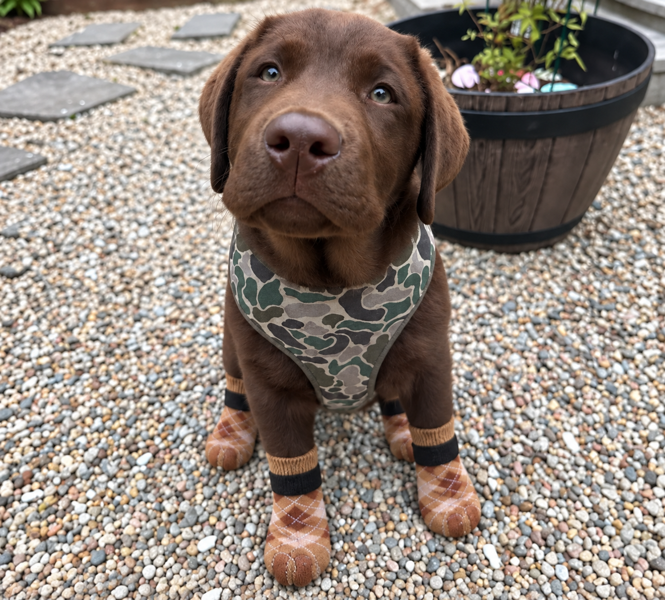 Chocolate Labrador puppy wearing brown grip socks in a wide yard scene